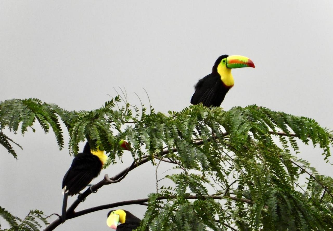 The Valley Tayrona Hostel- A Social Jungle Hostel เอลไซโน ภายนอก รูปภาพ