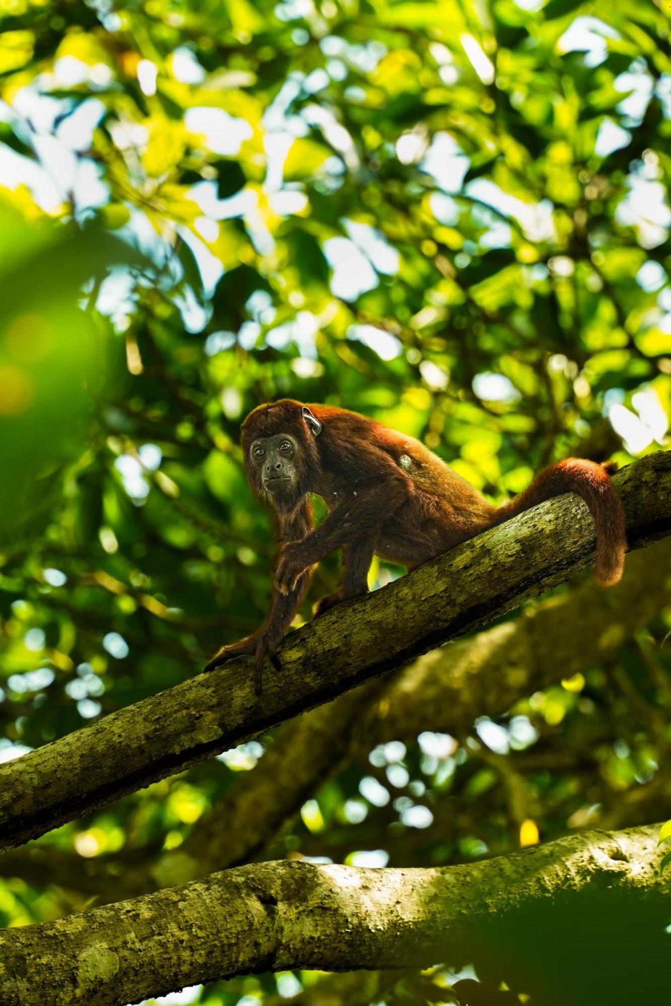 The Valley Tayrona Hostel- A Social Jungle Hostel เอลไซโน ภายนอก รูปภาพ